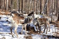 Group of Tofalar reindeer in mountain taiga