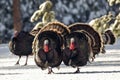 Group of tom turkeys strutting in snow Royalty Free Stock Photo