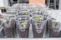 Group of tomato seedlings in plastic glasses on windows sill