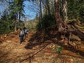 A group of tourists with backpacks is walking along a trail in the forest Royalty Free Stock Photo