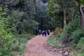 A group of tourists in the forest walk along narrow paths Royalty Free Stock Photo