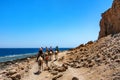 Back view nomads lead camel trip in Egypt