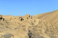 Group of tourists hiking. Group of travelers on a trail in an Israeli desert mountains, Ramon crater valley. backpackers tourists Royalty Free Stock Photo