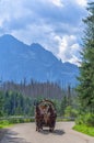 Group of tourists on the horse cart on the road to Morskie Oko lake literally `Sea Eye`, High Tatra Mountains near Zakopane, Royalty Free Stock Photo