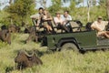 Group of tourists in jeep looking at African buffaloes (Syncerus caffer) Royalty Free Stock Photo