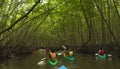 Group of tourists kayaking in the mangrove jungle of Krabi