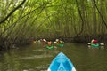 Group of tourists kayaking in the mangrove jungle of Krabi