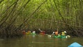 Group of tourists kayaking in the mangrove jungle of Krabi