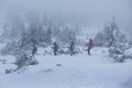 A group of tourists in the mountains in a snowstorm among snow-covered firs. Royalty Free Stock Photo