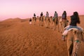 Group of tourists ride dromedaries at dawn in the desert dunes Oman