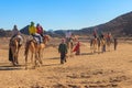 Group of tourists riding camels in Arabian desert, Egypt Royalty Free Stock Photo