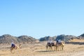 Group of tourists riding camels in arabian desert not far from the Hurghada city, Egypt Royalty Free Stock Photo