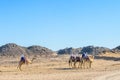 Group of tourists riding camels in arabian desert not far from the Hurghada city, Egypt Royalty Free Stock Photo