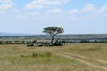 A group of tourists in Savannah Grassland in Masai Mara, Kenya