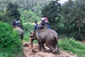 Group tourists to ride on an elephant