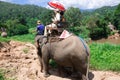 Group tourists to ride on an elephant