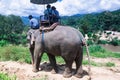 Group tourists to ride on an elephant