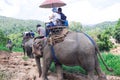 Group tourists to ride on an elephant