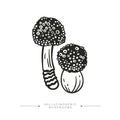 A group of toxic magical hallucinogenic mushrooms. Black and white drawing of psilocybin mushrooms. Vector illustration