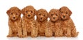 Group of Toy Poodle puppies Royalty Free Stock Photo