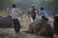 A group of traders are stitching decorative items on their camels at Pushkar fair