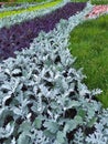 A group of tradescantia and cineraria, a bright summer bloom in the Kiev park. Postcard