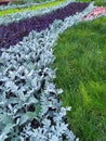 A group of tradescantia and cineraria, a bright summer bloom in the Kiev park. Postcard