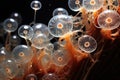 a group of transparent jellyfish