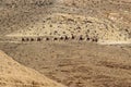 Group of Travelers Rid on Camels in a Desert Royalty Free Stock Photo