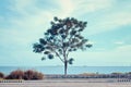 A group of tree that can be used for commercial purposes and mock up designs Royalty Free Stock Photo