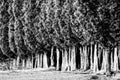 Group of tree canopies Royalty Free Stock Photo