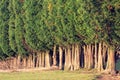 Group of tree canopies Royalty Free Stock Photo