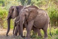 Group of tree elephants