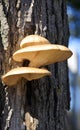 Group of tree mushrooms Royalty Free Stock Photo