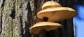 Group of tree mushrooms Royalty Free Stock Photo