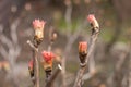A group of tree peony buds Royalty Free Stock Photo