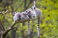 Group on a tree Ring-tailed Lemur, Lemur catta, Royalty Free Stock Photo