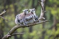 Group on a tree Ring-tailed Lemur, Lemur catta, Royalty Free Stock Photo