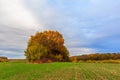 Group of trees in autumn colors in the middle of a green field of young sprouts of winter wheat. Beautiful autumn landscape Royalty Free Stock Photo