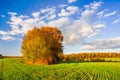 Group of trees in autumn colors in the middle of a green field of young sprouts of winter wheat. Beautiful autumn landscape Royalty Free Stock Photo