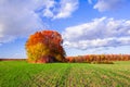 Group of trees in autumn colors in the middle of a green field of young sprouts of winter wheat. Beautiful autumn landscape Royalty Free Stock Photo