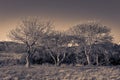 Group of trees, in an autumnal sepia landscape, Block Island, RI Royalty Free Stock Photo