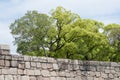 Group of trees behind a stone wall