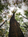 Group of trees is called forest