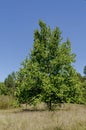 Group trees in early autumn, Razgrad Royalty Free Stock Photo