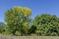 Group trees in early autumn, Razgrad Royalty Free Stock Photo