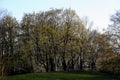 Group of trees with first tender leaves at the end of winter or beginning of spring against blue sky on a small hill, public park Royalty Free Stock Photo