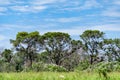 Group of trees with flowering shrubs in the foreground and blue sky in the background.