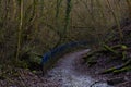 Skupina z stromy v les bahno cesta modrý brány 