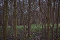 Group of Trees In a Forest Wide View Royalty Free Stock Photo